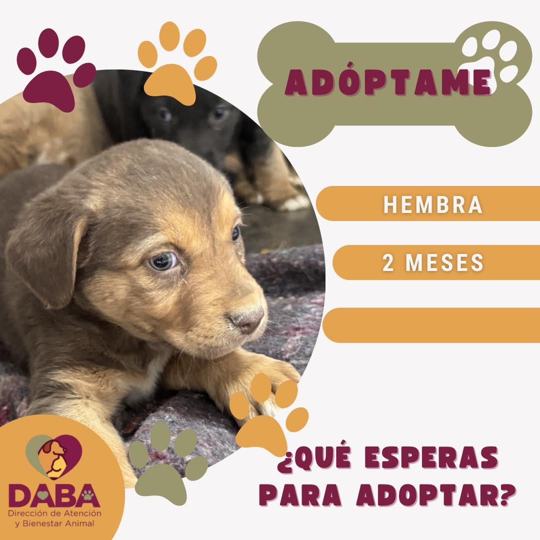 En espera de ser adoptados 50 perritos y 30 gatitos en DABA
