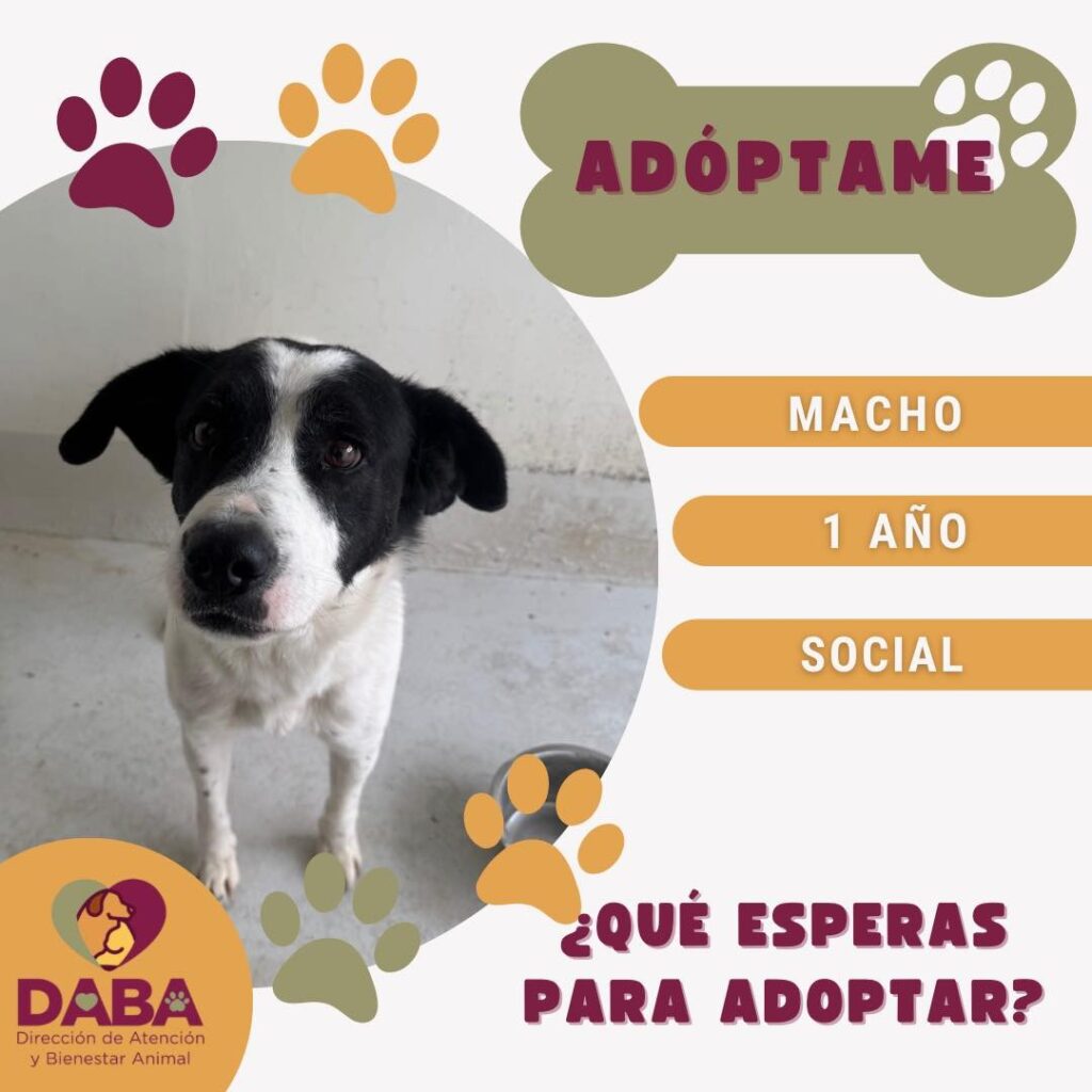 En espera de ser adoptados 50 perritos y 30 gatitos en DABA

