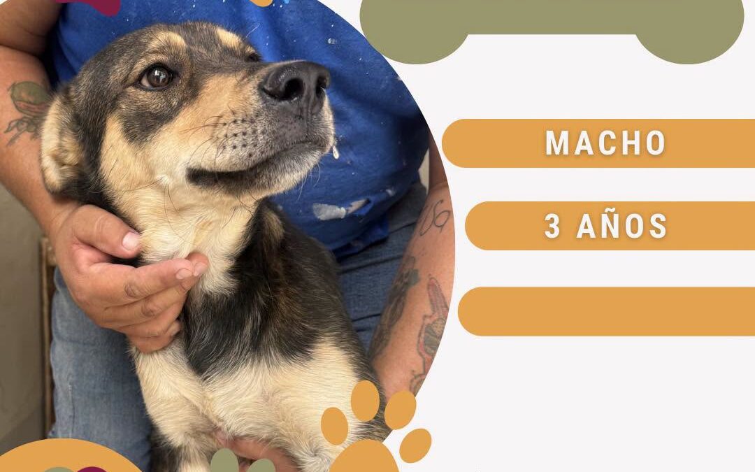 Listos para ser adoptados perritos y gatitos en DABA