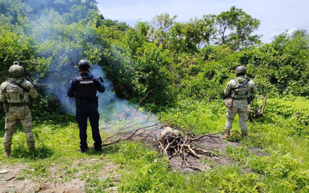 Asegura SSPE 18 kilos de semilla de amapola en Cinco Llagas; instruye Gilberto Loya reforzar operativos