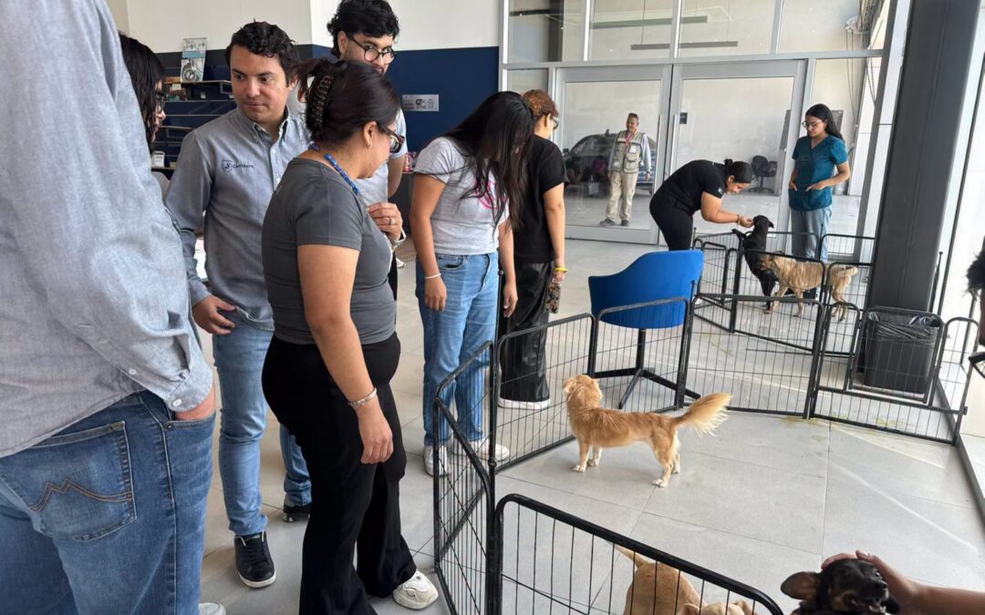 Realizó DABA varias actividades durante agosto en favor de los animalitos