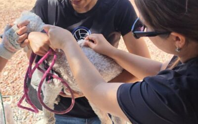 Realizó DABA varias actividades en favor de los animalitos este fin de semana