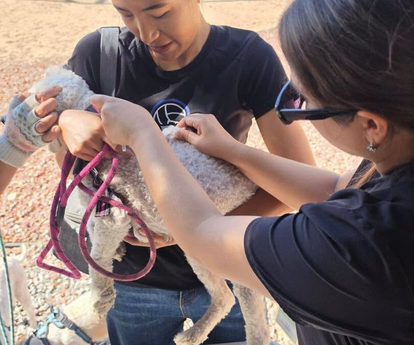Realizó DABA varias actividades en favor de los animalitos este fin de semana