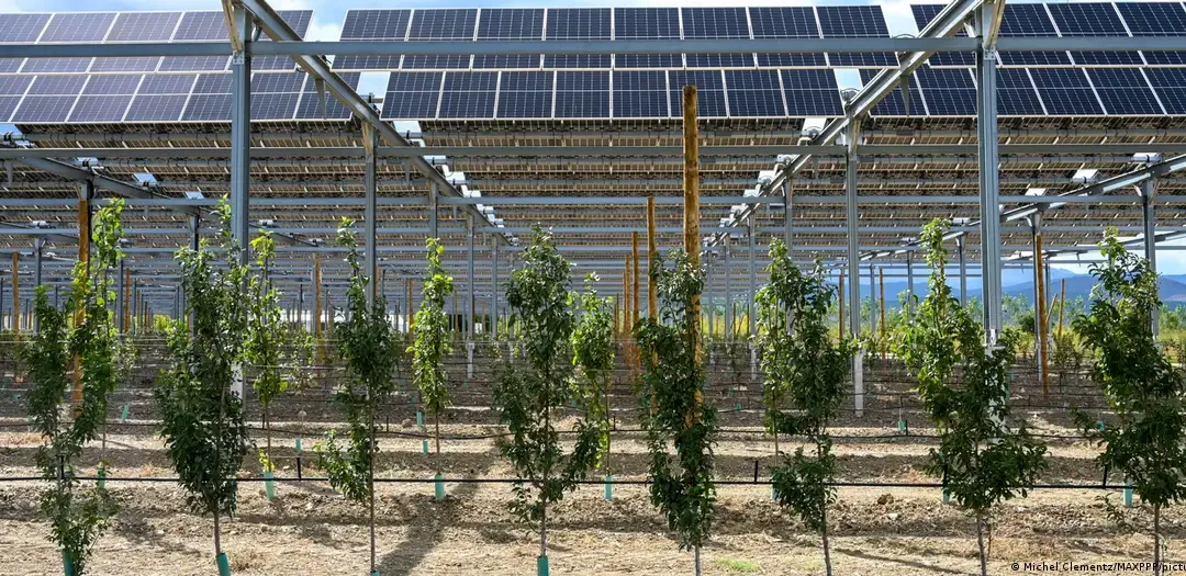 Paneles solares sobre los cultivos: ¿una alianza perfecta?
