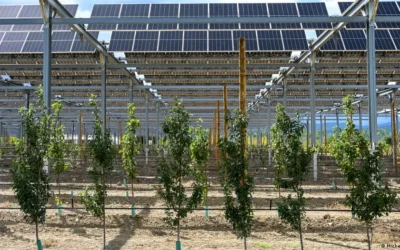 Paneles solares sobre los cultivos: ¿una alianza perfecta?