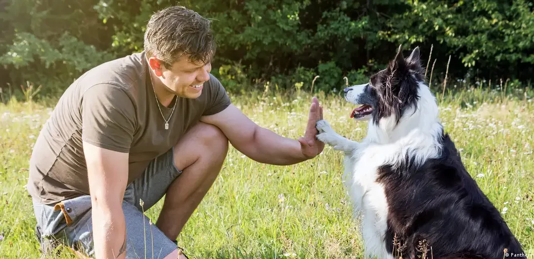 Perros procesan el habla de forma más parecida a los humanos