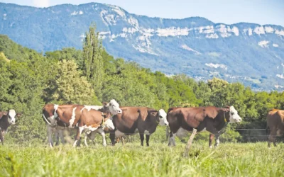 Prevén habilitar exportación de ganado hasta el 24 de septiembre