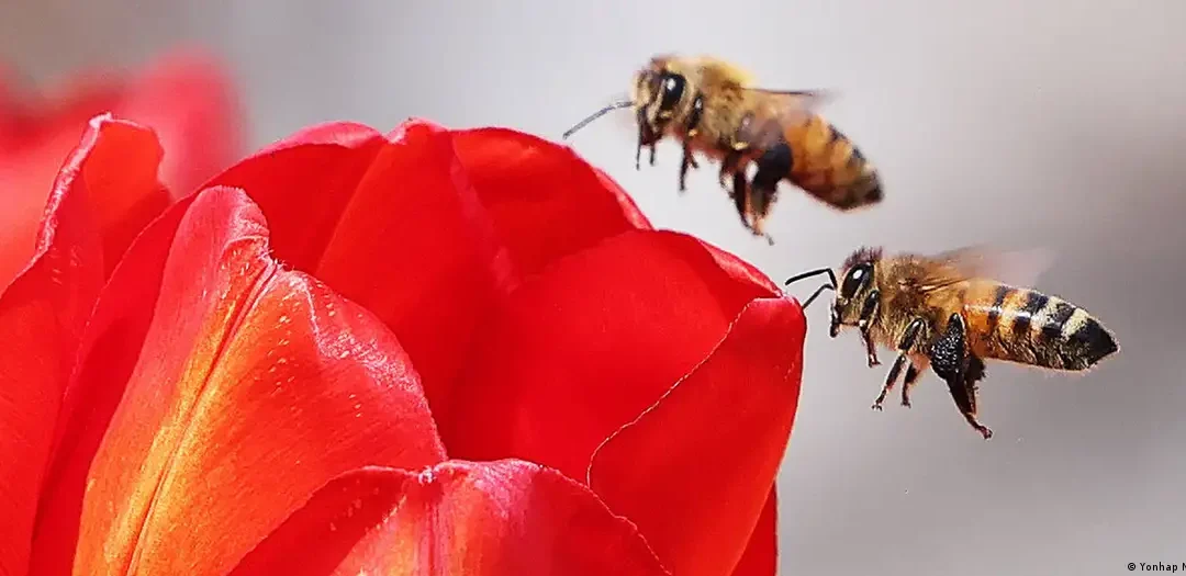Qué significa para la humanidad la sexta extinción masiva de la Tierra