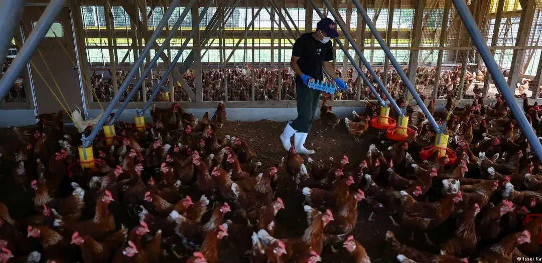 México suspende importación de pollo desde Brasil