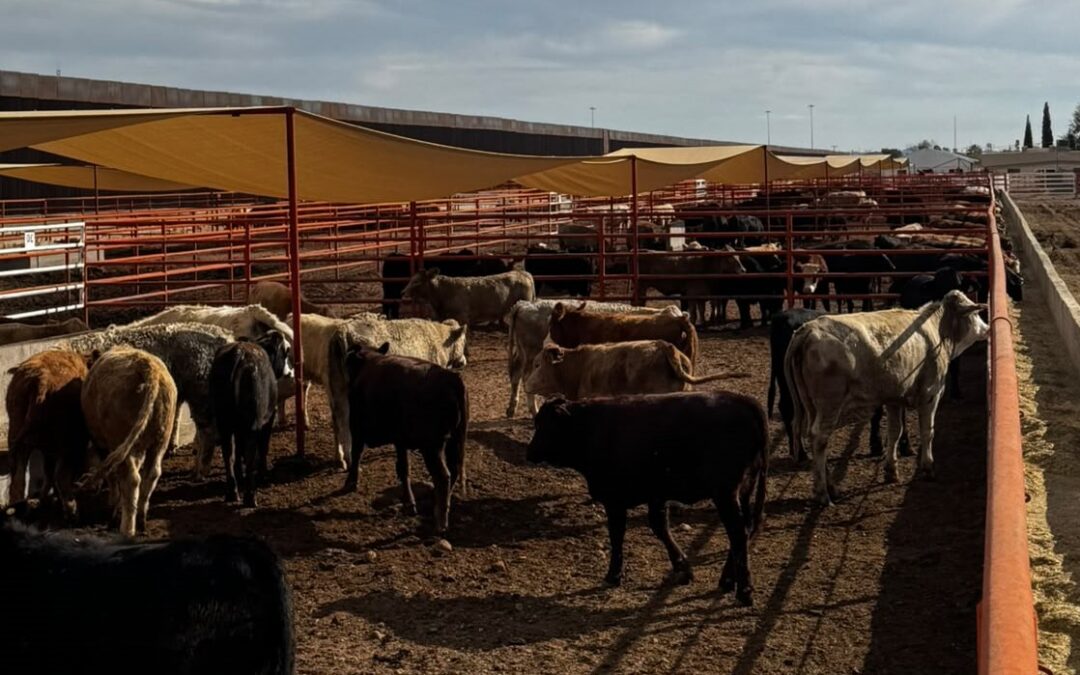 Reanudan exportación ganadera por Puerto Palomas con primer cruce de más de 700 cabezas