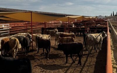 Reanudan exportación ganadera por Puerto Palomas con primer cruce de más de 700 cabezas